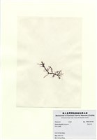 藏品(長枝沙菜)的圖片